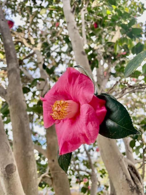 Sunny And Stylish 4Be 2Ba Venice Beach Oasis Appartement Los Angeles Buitenkant foto